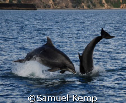 Playful dolphins by Samuel Kemp 